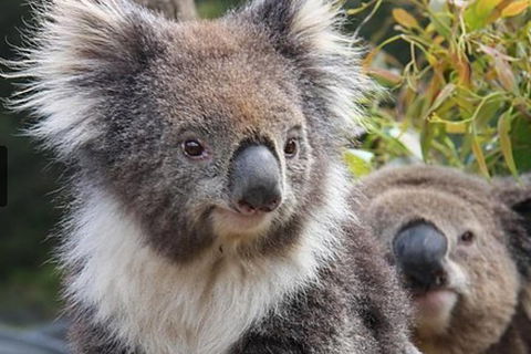 Kuranda Koala Gardens General Entry Ticket - SA Accommodation 1