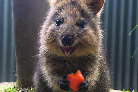 Kuranda Koala Gardens General Entry Ticket - SA Accommodation 5