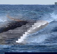 Whale Watching by Sea World Cruises - SA Accommodation