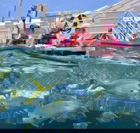 Outer Reef Pontoon Experience from Cairns - SA Accommodation