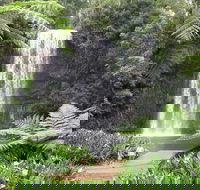 Private Daintree and Cape Tribulation Tour from Port Douglas - SA Accommodation