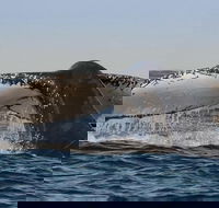Sydney Whale-Watching Cruise Including Lunch or Breakfast - SA Accommodation