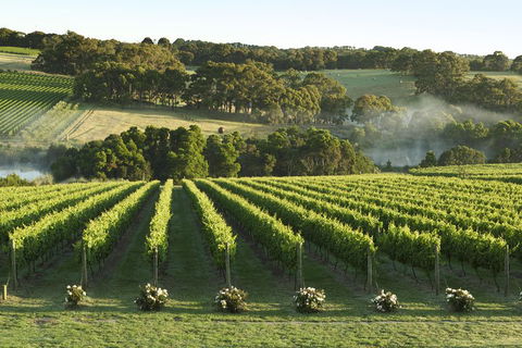 Mornington Peninsula Winery Tours With Cheese, Chocolate Tastings From Melbourne - SA Accommodation 4