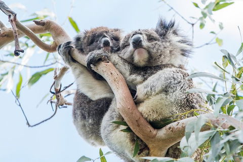 Great Ocean Road And 12 Apostles Day Trip From Melbourne - SA Accommodation 1