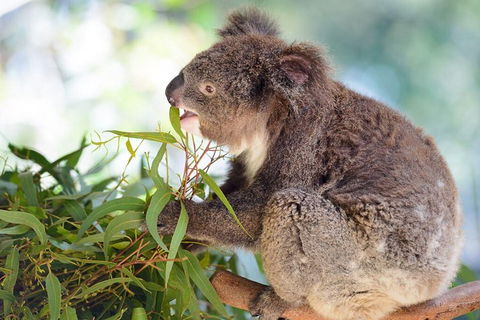 Blue Mountains Private Tour With Kangaroos & Koala Encounter - SA Accommodation 0