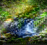 Day Tour in Mt. Field Mt. Wellington Bonorong Wildlife Sanctuary and Richmond - SA Accommodation