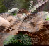 Melbourne Zoo General Entry Ticket - SA Accommodation