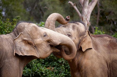 Melbourne Zoo General Entry Ticket - SA Accommodation 0
