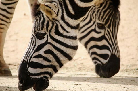 Melbourne Zoo General Entry Ticket - SA Accommodation 1