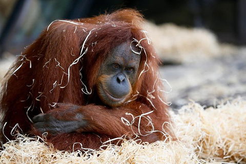 Melbourne Zoo General Entry Ticket - SA Accommodation 3