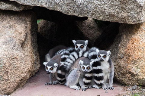 Melbourne Zoo General Entry Ticket - SA Accommodation 4