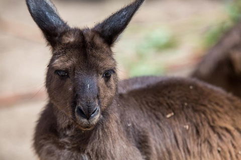 Australian Wildlife Tour At Melbourne Zoo Ticket - SA Accommodation 0