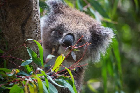 Australian Wildlife Tour At Melbourne Zoo Ticket - SA Accommodation 1