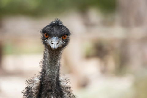 Australian Wildlife Tour At Melbourne Zoo Ticket - SA Accommodation 3