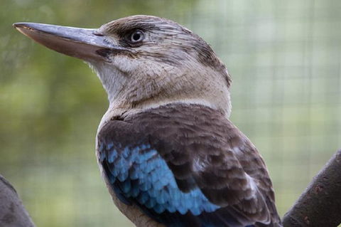Australian Wildlife Tour At Melbourne Zoo Ticket - SA Accommodation 4
