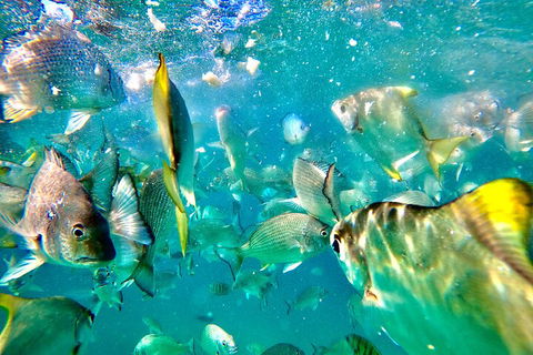 Moreton Island Day Trip (Kayak, Snorkel & Sandboard) Frm Brisbane Or Gold Coast - SA Accommodation 1