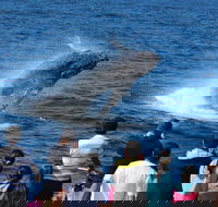 Tangalooma Island Resort Whale Watching Day Cruise - SA Accommodation