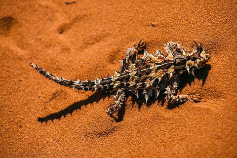 Pinnacles Sunset Dinner And Stargazing Experience A Small Group Tour - SA Accommodation 5