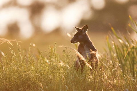 Sunset Blue Mountains Wilderness & Wildlife Tour Without The Crowds - SA Accommodation 0