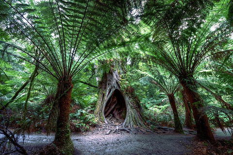 Small-Group Great Ocean Road And 12 Apostles Full-Day Tour From Melbourne - SA Accommodation 4