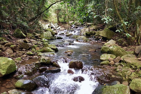 Springbrook Full Day Tour - SA Accommodation 0