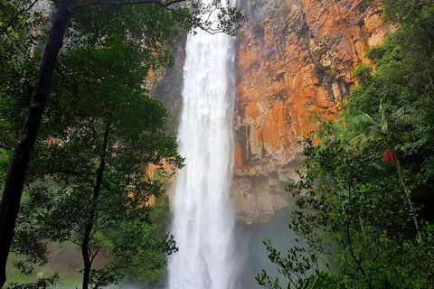 Springbrook Full Day Tour - SA Accommodation 5