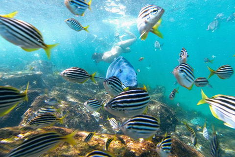 Manly Snorkel Trip And Nature Walk With Local Guide - SA Accommodation 2