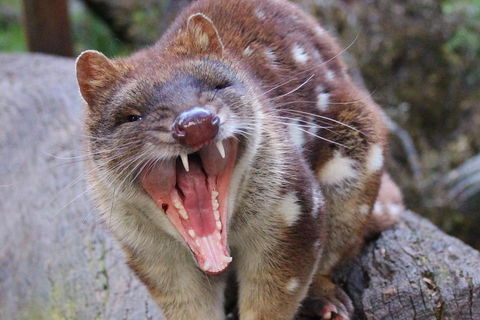 After Dark Tasmanian Devil Feeding Tour At Cradle Mountain - SA Accommodation 0