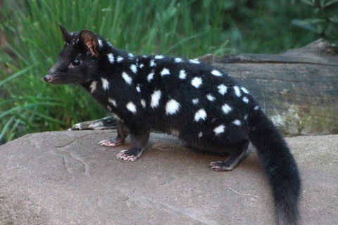 After Dark Tasmanian Devil Feeding Tour At Cradle Mountain - SA Accommodation 5