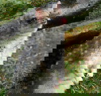 1-Hour Tasmanian Devil Feeding Day Tour at Cradle Mountain - SA Accommodation