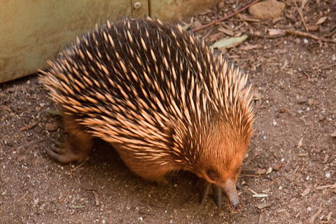 Puffing Billy And Healesville Sanctuary Scenic Tour - SA Accommodation 0