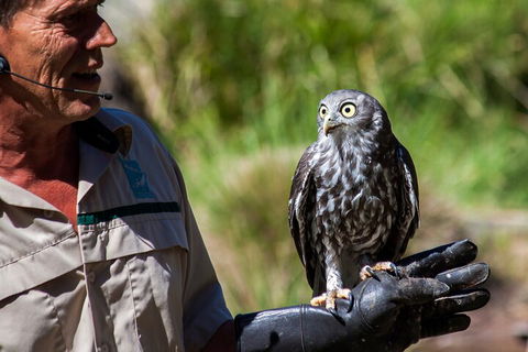 Puffing Billy And Healesville Sanctuary Scenic Tour - SA Accommodation 3