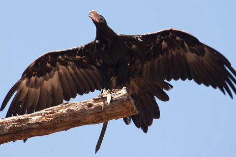 Puffing Billy And Healesville Sanctuary Scenic Tour - SA Accommodation 4
