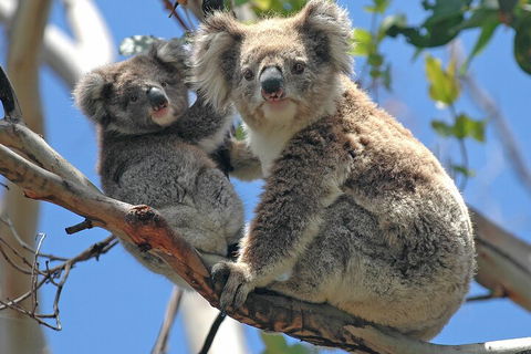 Puffing Billy And Healesville Sanctuary Scenic Tour - SA Accommodation 5