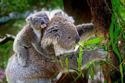 Private Two Day Great Ocean Road Tour - SA Accommodation 2