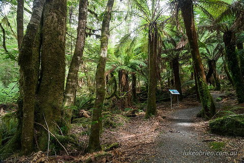 Mt Field And Styx Valley Photography Tour - SA Accommodation 2