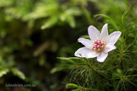 Mt Field And Styx Valley Photography Tour - SA Accommodation 5