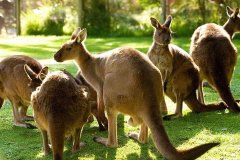 Melbourne City Card (3 Days): Visit Unlimited Attractions! - SA Accommodation 4