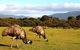 Wilson's Promontory & Phillip Island - 'Prom & Penguins' Tour - thumb 4