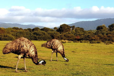 Wilson's Promontory & Phillip Island - 'Prom & Penguins' Tour - SA Accommodation 4
