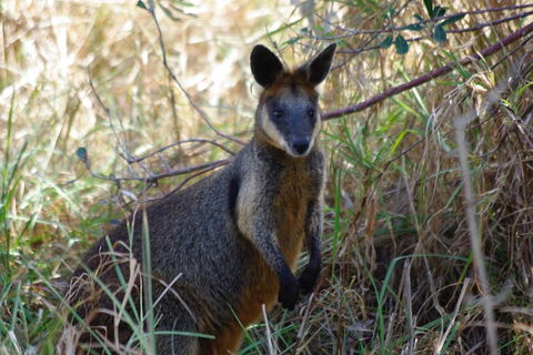 Byron Bay Combo: Hinterland Tour Including Minyon Falls And Kayaking With Dolphins - SA Accommodation 2