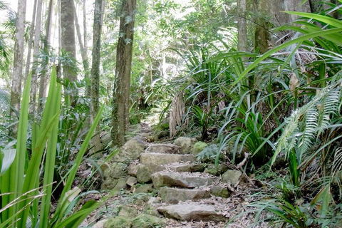 Byron Bay Combo: Hinterland Tour Including Minyon Falls And Kayaking With Dolphins - SA Accommodation 5