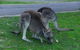 Private Grampians Day Tour - thumb 5