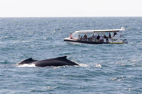 Mooloolaba Whale Watching Tour - SA Accommodation 1