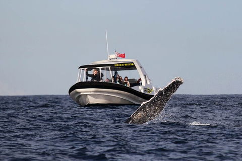 Mooloolaba Whale Watching Tour - SA Accommodation 2