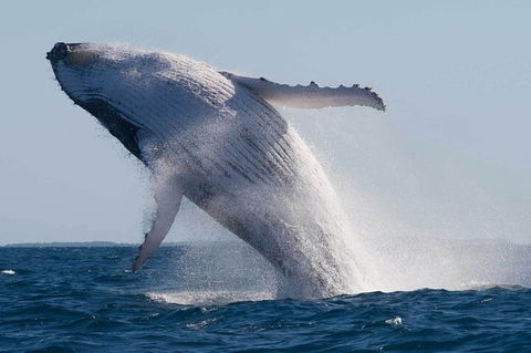 Mooloolaba Whale Watching Tour - SA Accommodation 3
