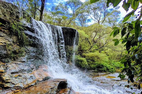 Blue Mountains Private Tour - Wild Kangaroos, Waterfalls And The Three Sisters - SA Accommodation 5