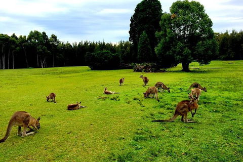 Blue Mountains Off The Beaten Track 4WD Day Adventure - SA Accommodation 2