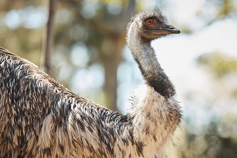 Sydney Taronga Zoo General Entry Ticket - SA Accommodation 4