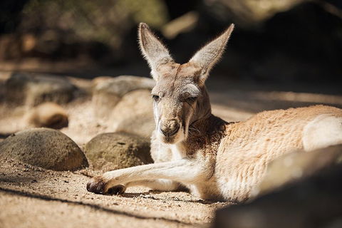 Sydney Taronga Zoo's Australian Animals Tour - SA Accommodation 2